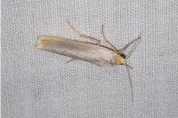 Eilema caniola