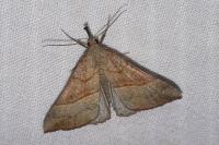 Hypena proboscidalis
