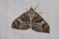 Dysstroma citrata