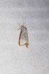 Eucosma