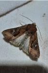 Helotropha leucostigma