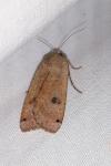 Noctua pronuba
