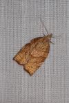 Pandemis corylana