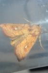 Mythimna conigera