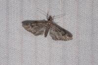 Gymnoscelis rufifasciata