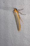Manulea complana