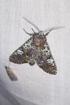 Crypsedra gemmea