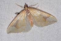 Eulithis populata
