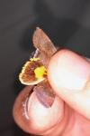 Noctua janthe