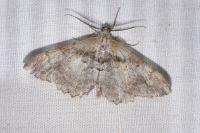 Alcis deversata