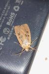 Euxoa obelisca obelisca