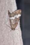 Perizoma affinitata