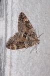 Thera variata/britannica