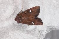 Helotropha leucostigma