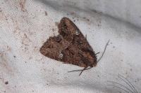 Mesapamea secalis/secalella