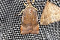Noctua janthe/janthina