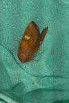 Amphipoea oculea