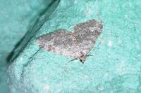 Perizoma alchemillata