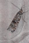 Dioryctria abietella
