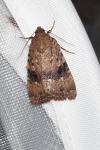 Amphipyra berbera svenssoni