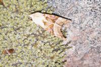 Phlogophora meticulosa