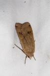 Noctua pronuba