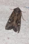 Helotropha leucostigma