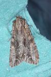 Apamea monoglypha monoglypha