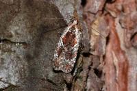 Agonopterix hypericella