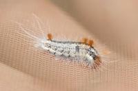Colocasia coryli