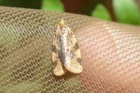 Epagoge grotiana