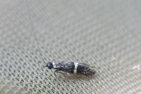 Nemophora associatella