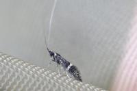 Nemophora associatella