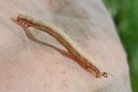Ematurga atomaria