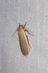 Katha depressa