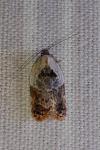 Acleris variegana