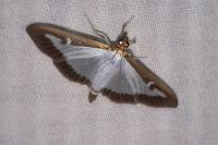 Cydalima perspectalis