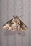 Thyatira batis