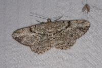 Peribatodes rhomboidaria rhomboidaria