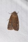 Xestia xanthographa