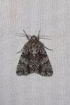 Acronicta rumicis
