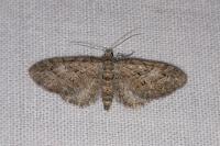 Eupithecia abbreviata