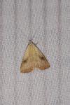 Rivula sericealis