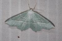 Campaea margaritaria