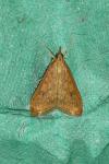Udea ferrugalis