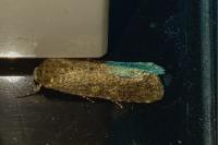 Spodoptera exigua