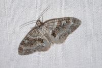 Nothocasis sertata