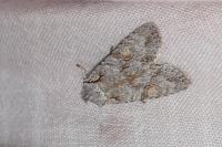 Lithophane ornitopus