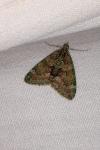 Chloroclysta siterata