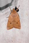 Leptologia macilenta